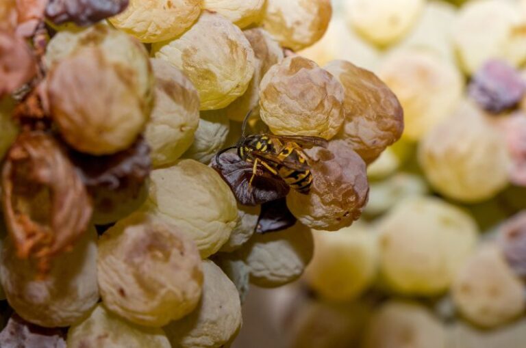 A darázs és a méh összehasonlítása – mutatjuk a különbségeket