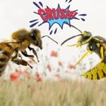 Méh és darázs különbségek