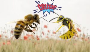 Méh és darázs különbségek