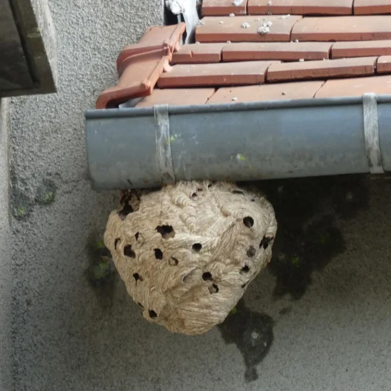 darázsfészek Budakalász