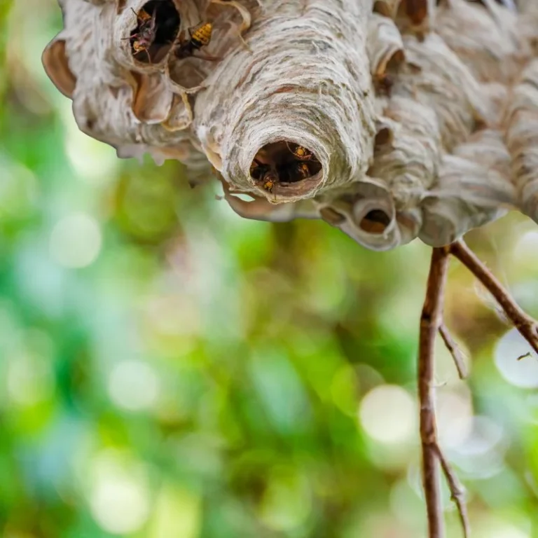 darázsfészek Kistarcsa