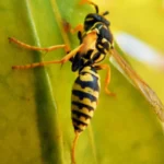 darázsirtás Biatorbágy