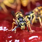 darázsirtás Budakalász