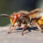 darázsirtás Dunakeszi