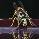 darázsirtás Kistarcsa