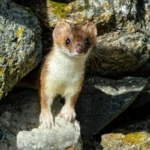 nyestriasztás Alcsútdoboz