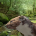 nyestriasztás Budapest