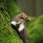 Nyestriasztás Diósd