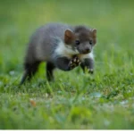 Nyestriasztás Dunakeszi