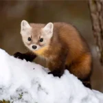 nyestriasztás Etyek