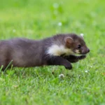 nyestriasztás Gödöllő