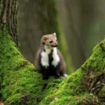 nyestriasztás Tahitótfalu