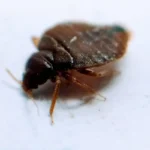 ágyi poloska irtás 1. kerület