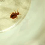 ágyi poloska irtás 3. kerület