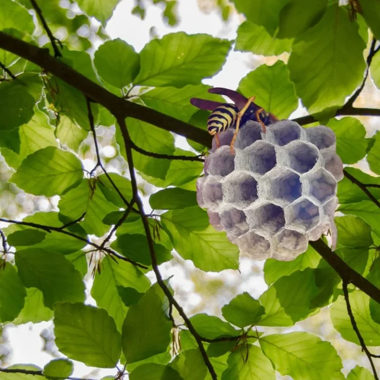 darázsfészek Nagykovácsi