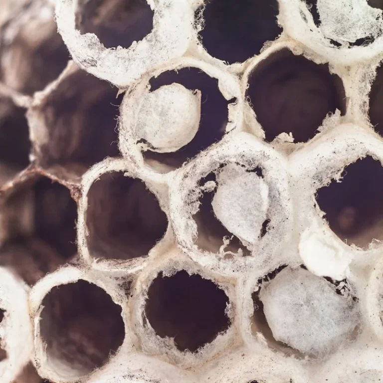 darázsfészek Nagytarcsa