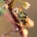 darázsirtás Nagykovácsi