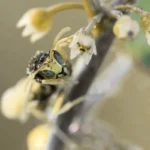 darázsirtás Nagytarcsa