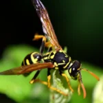 darázsirtás Piliscsaba