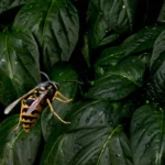 darázsirtás Pilisszentlászló