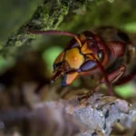 darázsirtás Pilisvörösvár