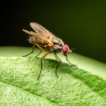 rovarirtás 1. kerület