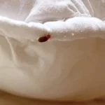 Ágyi poloska irtás Alcsútdoboz