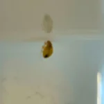 ágyi poloska irtás Bicske