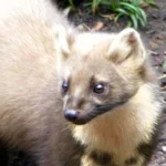 nyestriasztás 16. kerület