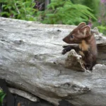 nyestriasztás 20. kerület