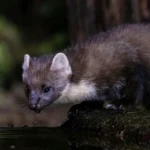 Nyestriasztás Pócsmegyeren