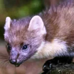 Nyestriasztás Pusztazámor