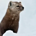 nyestriasztás Sukoró