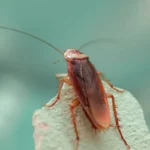 csótányirtás 6. kerület