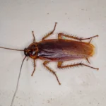 csótányirtás 1. kerület