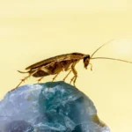 csótányirtás a 4. kerületben