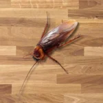 csótányirtás a 15. kerületben