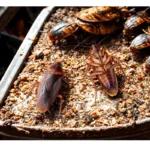 csótányirtás a 18. kerületben