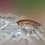 csótányirtás 23. kerület