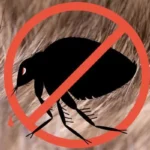 bolhairtás lakásban