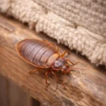 ágyi poloska irtás Piliscsév