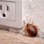 Ágyi poloska irtás Pilisjászfalu