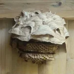 lódarázs fészek közelről