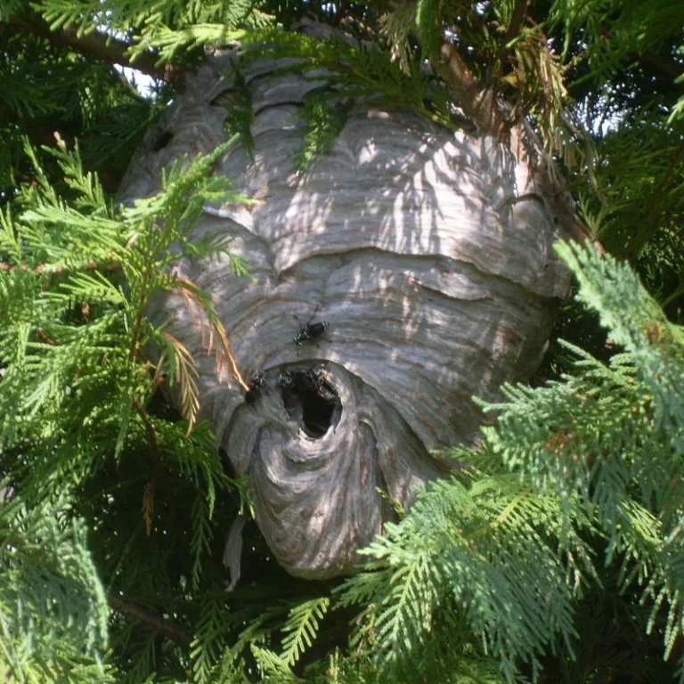 darázsfészek 13. kerület